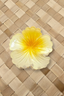 AUTE HIBISCUS HAIR CLIP
