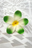 PANIKEKE PLUMERIA SEI