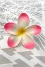 PANIKEKE PLUMERIA SEI