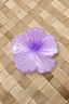 AUTE HIBISCUS HAIR CLIP
