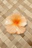 AUTE HIBISCUS HAIR CLIP