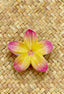 PUA FRANGIPANI HAIR CLIP