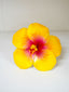 HAVANA HIBISCUS SEI
