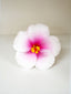 HAVANA HIBISCUS SEI