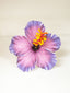 LAVEA HIBISCUS SEI