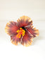 LAVEA HIBISCUS SEI